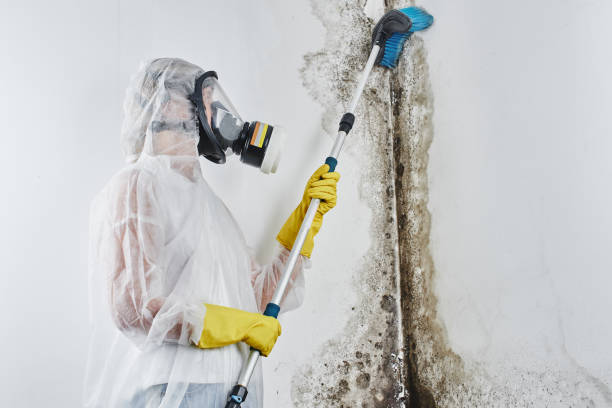 Best Mold Removal for HVAC Installations  in Salem, IL