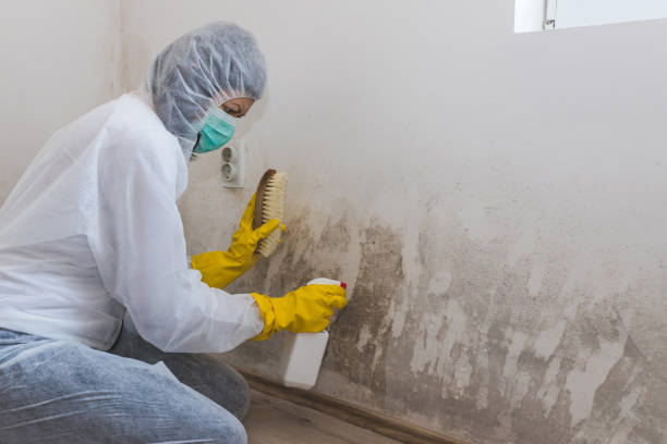 Best Environmental Consulting for Mold Prevention  in Salem, IL