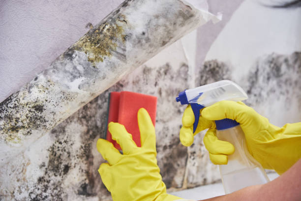 Best Water Damage & Mold Remediation  in Salem, IL